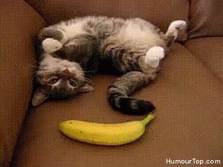 Cats Scared GIF - Cats Scared Banana GIFs