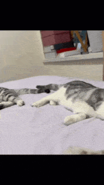 two cats are laying on a bed with one laying on its back