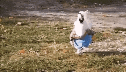 Chicken Pants GIF - Chicken Pants Funny GIFs