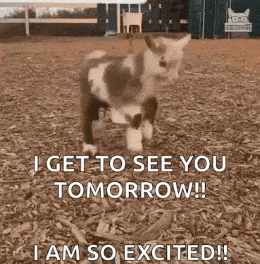 a small goat is standing in a pile of wood chips and says i get to see you tomorrow !