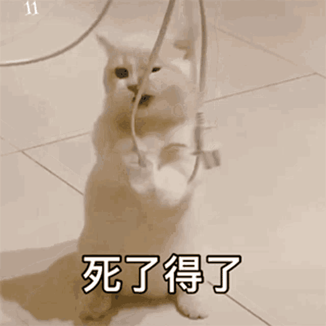 a cat is standing on its hind legs with chinese writing on the floor behind it