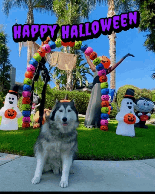 a husky dog sitting in front of a halloween display