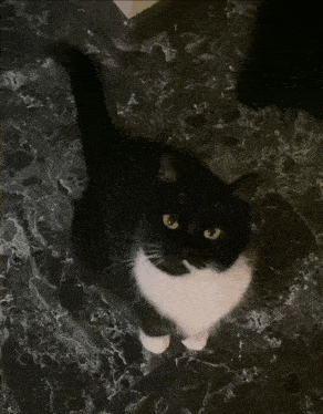 a black and white cat with yellow eyes looking up