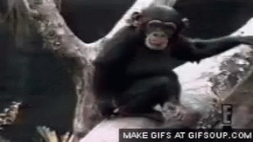 Monkey Butt GIF - Monkey Butt Smell It GIFs