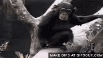 a chimpanzee sitting on top of a tree branch .