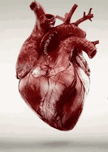 a close up of a red human heart on a white background .