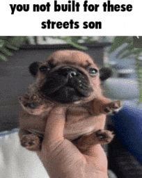 a person is holding a puppy in their hand with a caption that says you not built for these streets son .