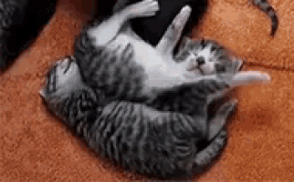 two kittens are laying on top of each other on a blanket .