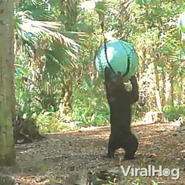 A Bear Playing With A Ball Viralhog GIF - A Bear Playing With A Ball Viralhog A Bear Having Fun GIFs