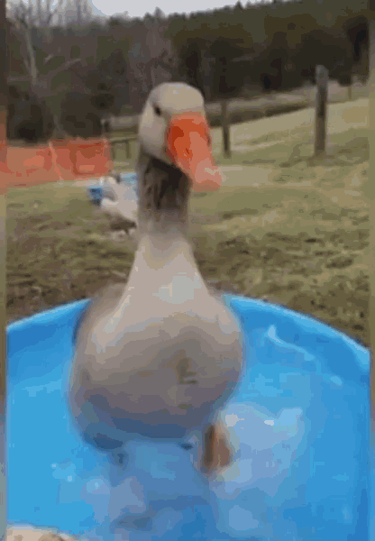 Duck Happy GIF - Duck Happy Dance GIFs