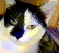 a black and white cat with green eyes