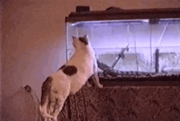 a cat is looking into an aquarium with a lizard in it .