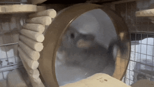a small animal is running in a hamster wheel with the number 18 on it