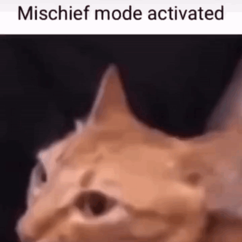 Mischief Mode Activated Cat GIF - Mischief Mode Activated Cat Mischievous GIFs