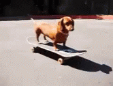 Dog Skateboard GIF - Dog Skateboard GIFs