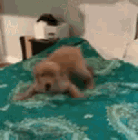 a dog is laying on top of a bed with a green blanket .