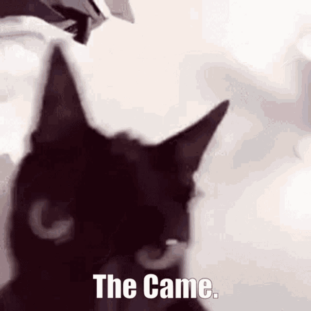 The Came Cat GIF - The Came Cat GIFs