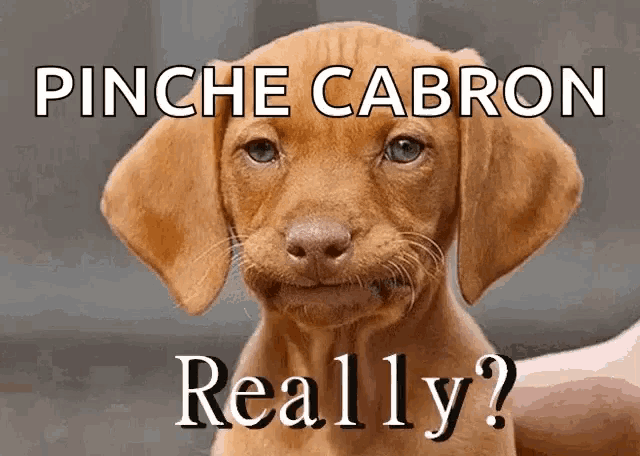a picture of a puppy with the caption pinche cabron really ?