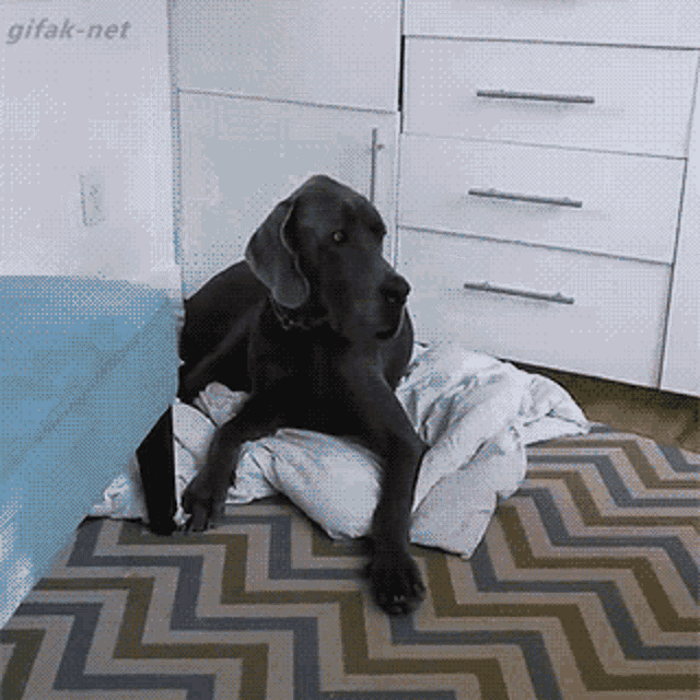 Baby Get Out GIF - Baby Get Out Dog GIFs
