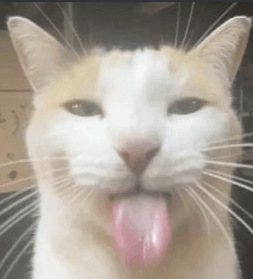 Cat Tounge Meme - Cat tounge Cat - Discover & Share GIFs