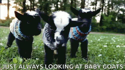 Goat Baby Goats GIF - Goat Baby Goats Always Looking At Baby Goats GIFs