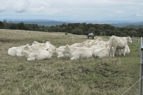 a herd of white cows are laying down in a grassy field