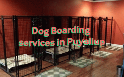 Dog Boarding Services In Puyallup GIF - Dog Boarding Services In Puyallup GIFs