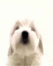 Dog Lick GIF - Dog Lick Kiss GIFs