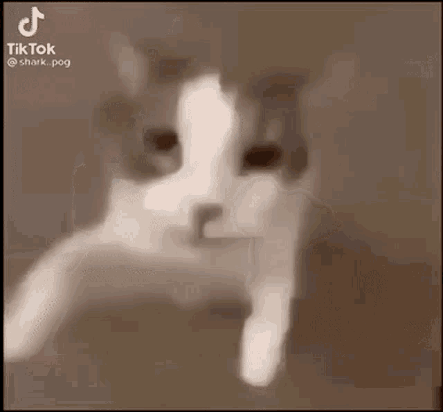 Cat Kiss Swaz GIF - Cat Kiss Swaz Wiod To Swaz GIFs
