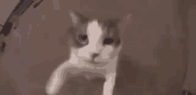 a close up of a gray and white cat standing on a table looking at the camera .