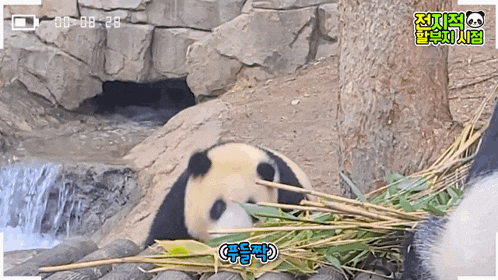 a panda bear is eating bamboo next to a waterfall .