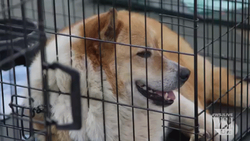 Dogs And Cats Are Being Reunited With Their Owners After A Tornado Tore Through Moore, Okla. GIF - Dog Dog In A Cage Lonely GIFs