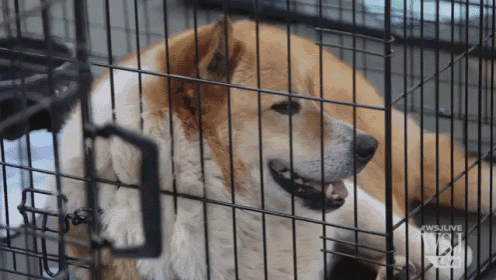 a dog is laying in a cage that says wsjlive on the bottom