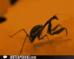a lizard is crawling on top of a keyboard with justcapshunz.com in the corner