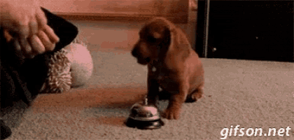 a puppy is sitting next to a bell on the floor