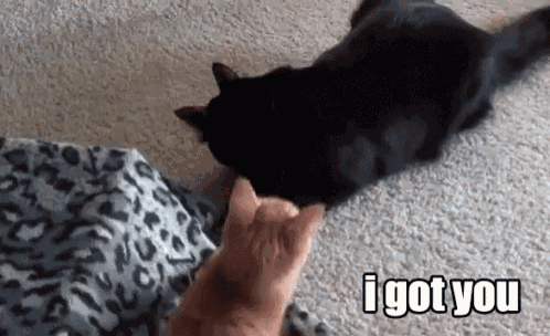 a black cat and an orange cat are playing with each other and the black cat says i got you .