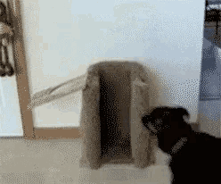 a dog standing in front of a door that has a hole in it