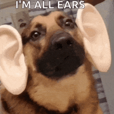 a close up of a dog 's ears with the words `` i 'm all ears '' written on the bottom .