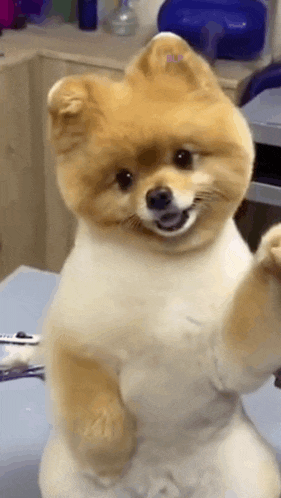 a pomeranian dog is standing on its hind legs with its paws up .