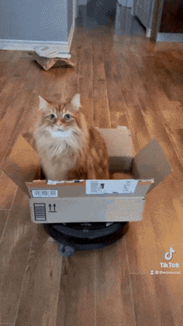 Theoreocat Cats GIF - Theoreocat Cats Roomba GIFs