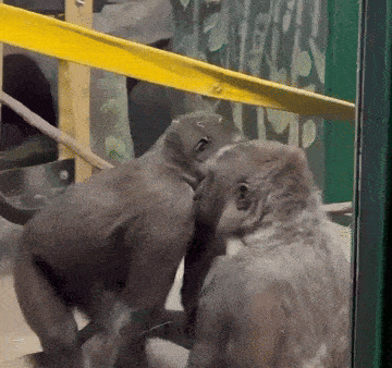 a couple of monkeys are standing next to each other and looking at each other