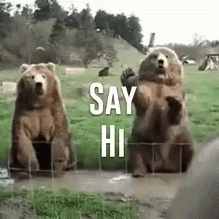 Hi Bears GIF - Hi Bears Waving GIFs