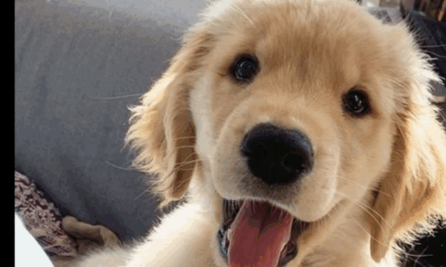 a close up of a dog with its tongue hanging out