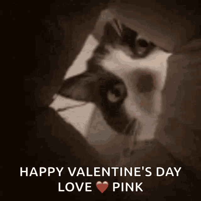 a black and white cat peeking out of a box with the words happy valentine 's day love pink below it