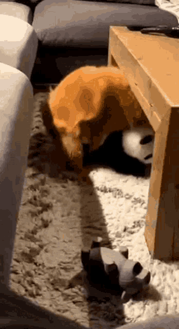 a dog is laying under a coffee table in a living room .
