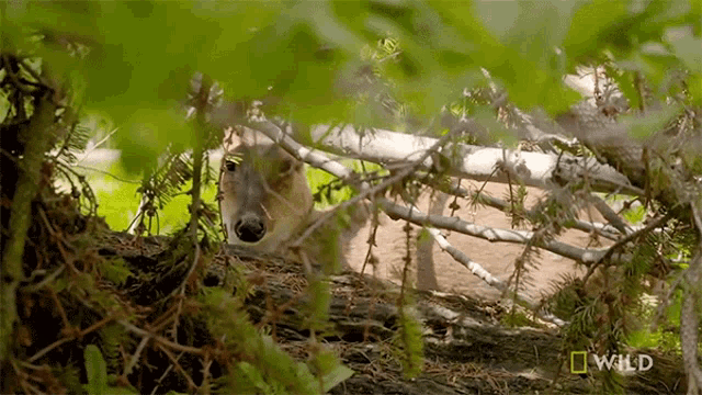 Sneaky The Barking Deer GIF - Sneaky The Barking Deer Secrets Of The Zoo GIFs