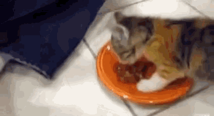 a cat is eating food from an orange plate on the floor .
