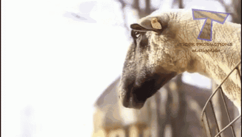 a sheep is behind a wire fence with tiger productions written on the bottom