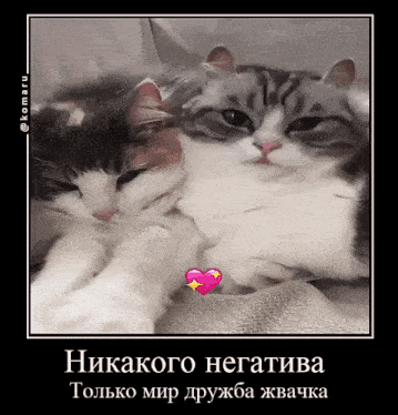 two cats laying next to each other with a heart on their paws