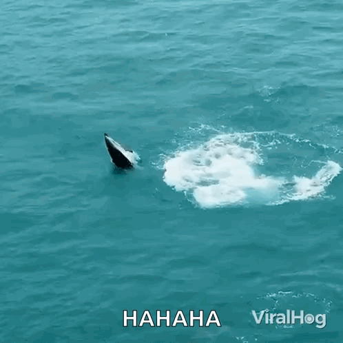 Jumping Out Of Water Dolphin GIF - Jumping Out Of Water Dolphin Viralhog GIFs